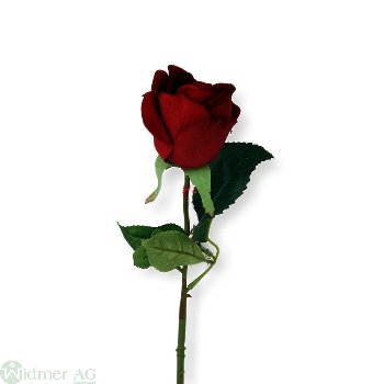 Rose x1, D6L60 cm
