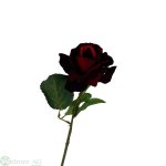 Rose x1 D10/L60 cm