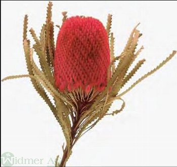 Banksia Hookerana, 25/Krt