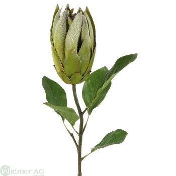 Protea, L69 cm