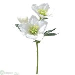Christrose mit 2 Blüten, L32cm