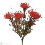 Protea mit 5 Blüten, L40 cm