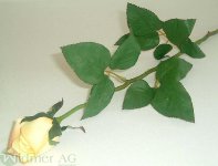 Rose x1 D4,5/L70 cm