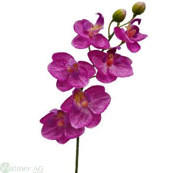 Mini-Orchidee x6, L30 cm