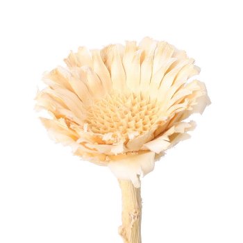 Protea roset.mt., 50/Kt