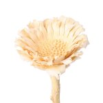 Protea roset.mt., 50/Kt