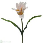Iris mit Laub 8/40 cm