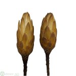 Protea Repens Knospe, 50/Krt