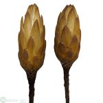Protea Repens, 50/Krt