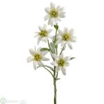 Edelweiss x5, 37 cm