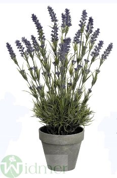 Lavendel x18 48 cm, i.Topf