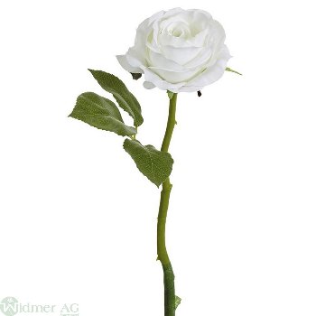Rose 30 cm