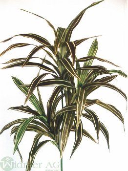 Dracenapflanze x3 100 cm
