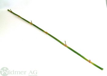 Bambusstab 90 cm