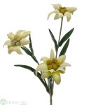 Edelweiss 30 cm