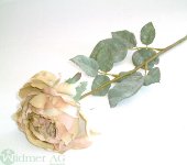 Rose x1 D11/L65 cm