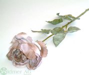 Rose x1 D11/L65 cm