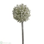 Frost-Allium, 63 cm