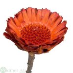 Protea comp. roset mini 75/K.