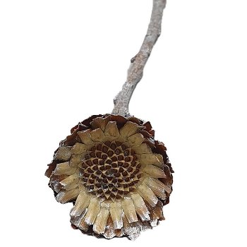 Protea comp. roset mini 75/K.