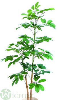 Schefflera x 3 160 cm