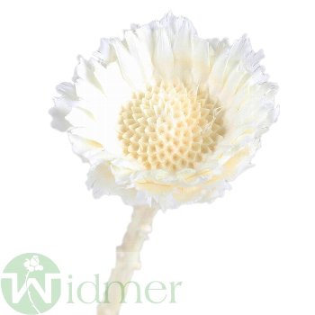 Protea roset.mt., 75/Kt