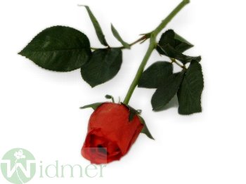 Rose geschlossen D4/L65 cm
