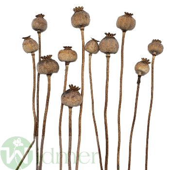 Mohn 2,5 - 3,5 cm, 100/Krt