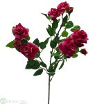 Rose x 6 5/30/70 cm