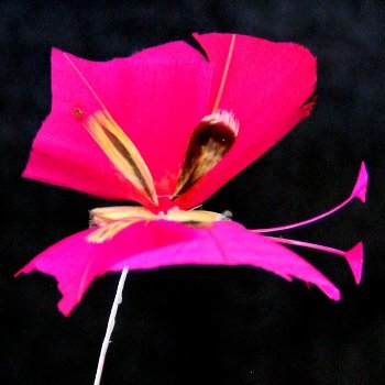 Schmetterling 4,5 cm