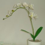 Orchidee 60 cm