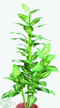 Dieffenbachia x 3 160 cm