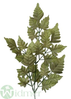 Farn einzeln 50 cm