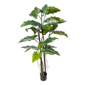 Colocasia x 19 180 cm