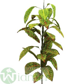 Croton 100 cm