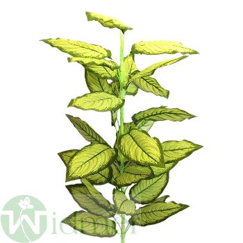 Dieffenbachia 100 cm