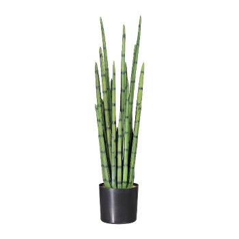 Sansevieria 100 cm x21