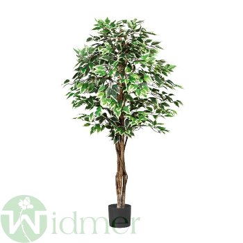 Ficus Benjamini 150 cm x840