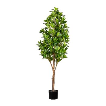 Kirschlorbeer 150 cm m.T.
