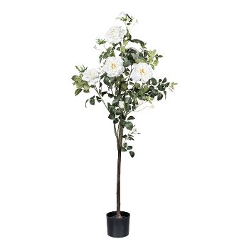 Rosenstock, 155 cm