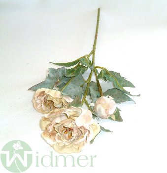 Phäonie 8/55 cm x3