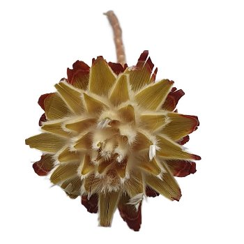 Plumosum, 70/VE