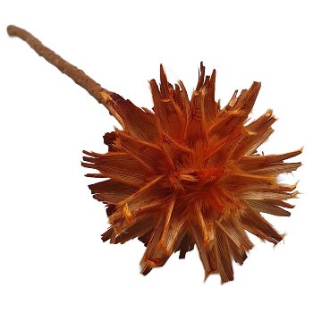 Plumosum, 70/VE