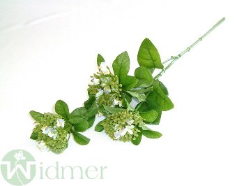 Primula x3 D5/55 cm
