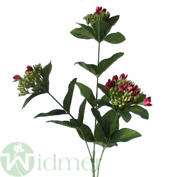 Primula x3 D5/55 cm