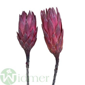 Protea Rep. Bud, 50/VE