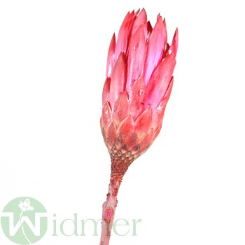 Protea Repens, 50/VE