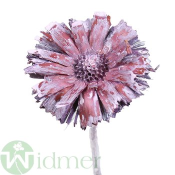 Protea Ros. 8-9 cm, 50Stk/Krt