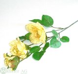 Rose x4 3-7/45 cm