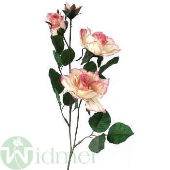 Rose x4 3-7/45 cm